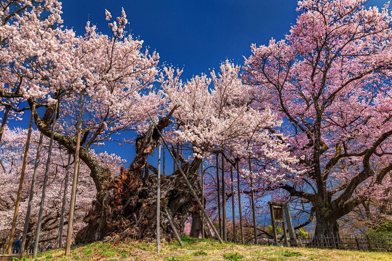 Jindai Zakura vào mùa nở hoa rực rỡ