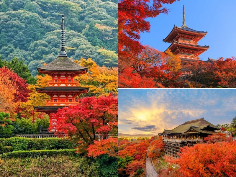 Khung cảnh rực rỡ lá vàng, lá đỏ tại chùa Kiyomizu