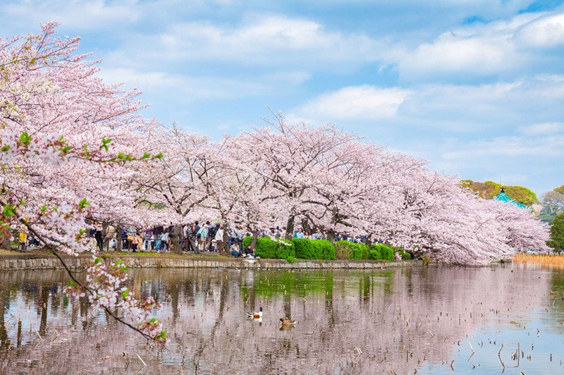 Công viên Ueno - điểm đến du lịch mùa xuân lý tưởng ở Tokyo