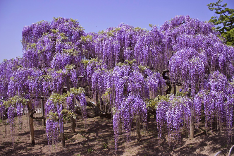 Công viên hoa Ashikaga