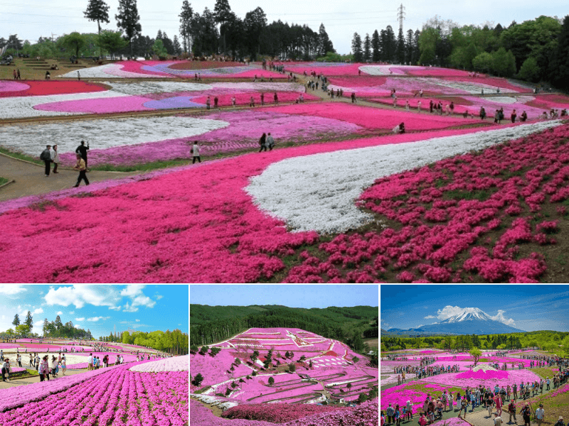 Những thảm hoa tuyệt đẹp tại công viên Hitsujiyama