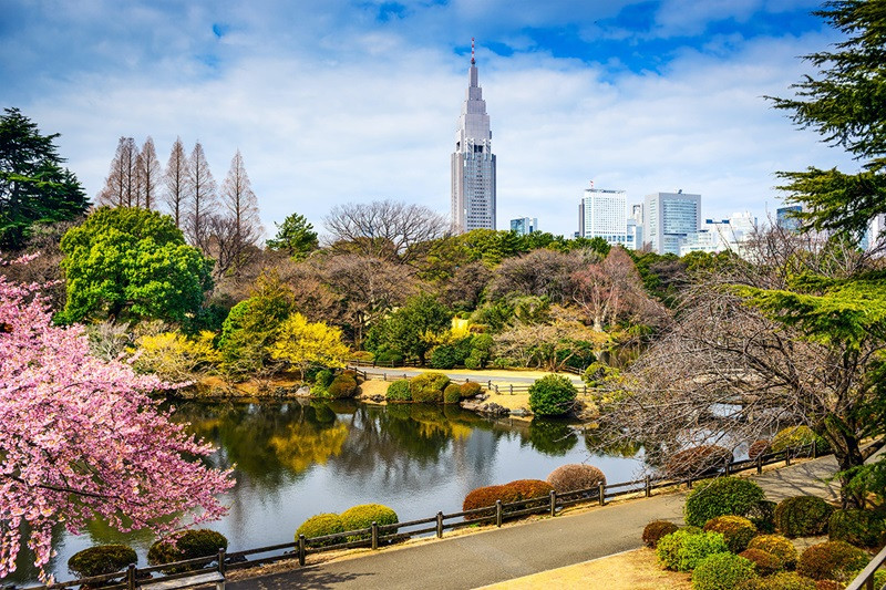 Ngắm hoa anh đào tháng 4 tại công viên Shinjuku