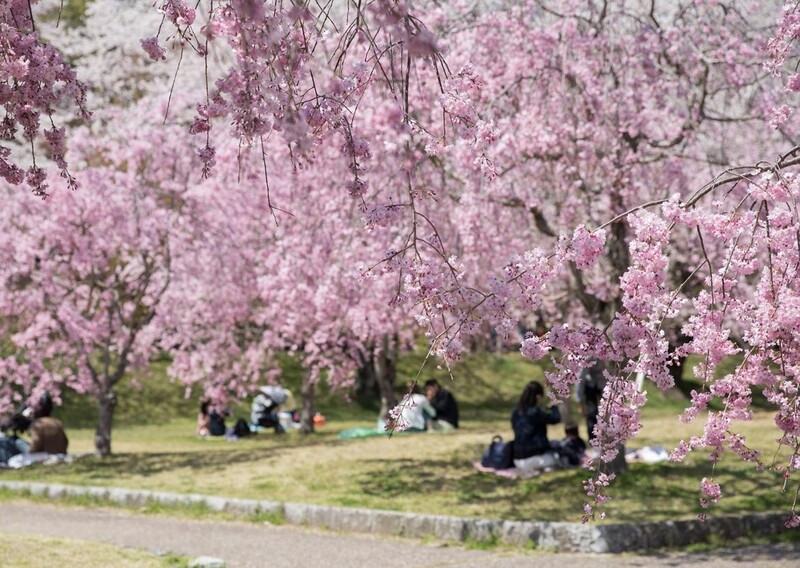 Hoa anh đào lung linh tại công viên Suigen