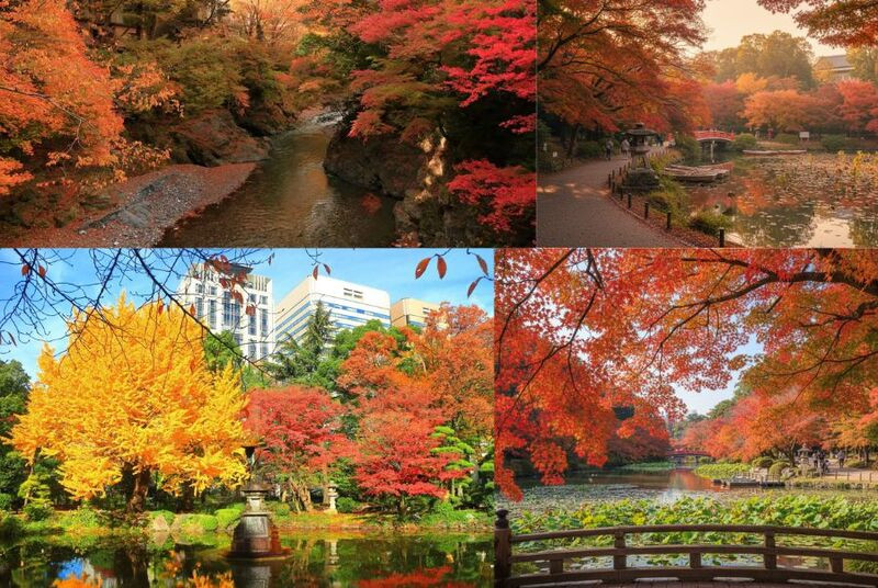 Ngắm lá đỏ ở công viên Ueno Nhật Bản