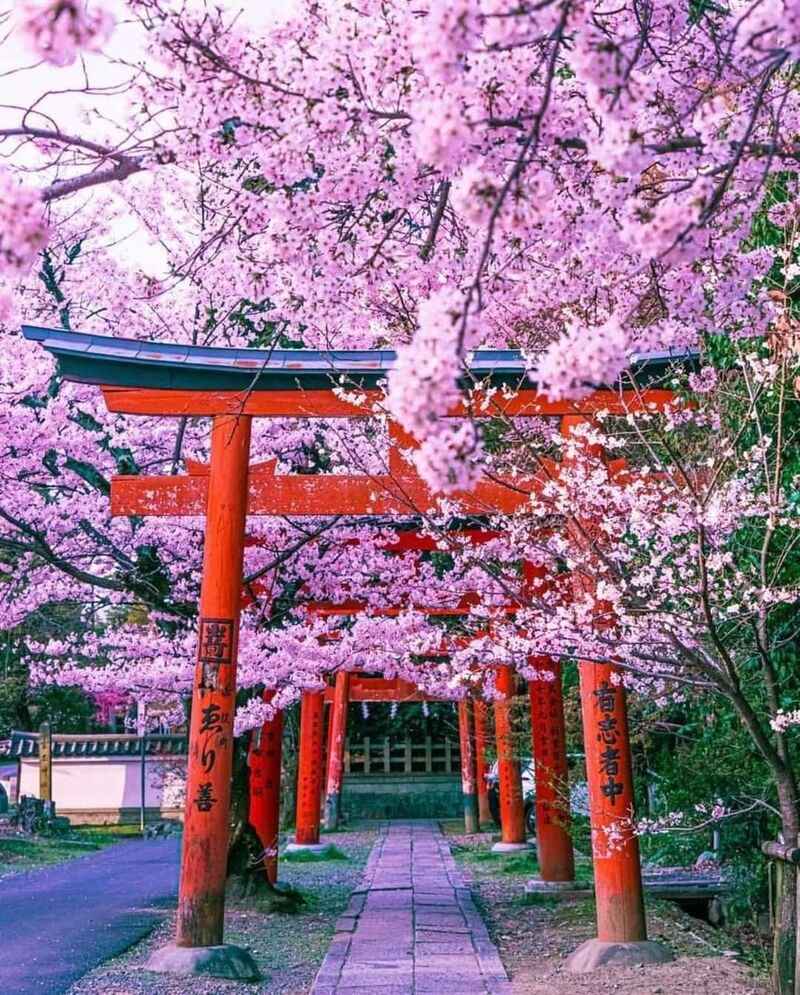 Đền Sakura là điểm đến không thể bỏ lỡ để “check-in” 