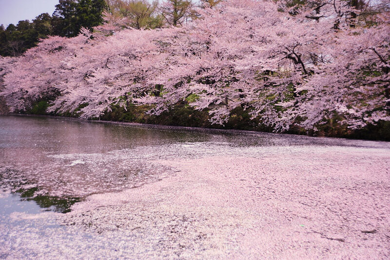 Du lịch Nhật Bản ngẩn ngơ trước dòng sông hoa anh đào