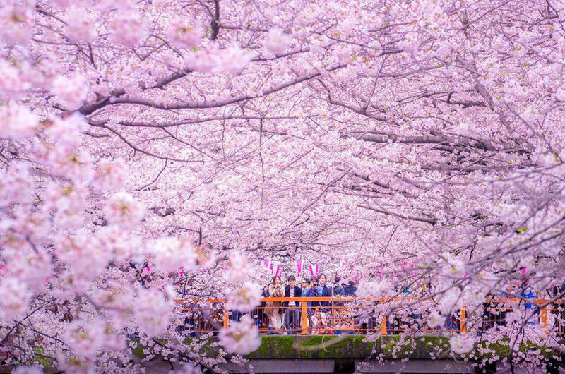 Du lịch Nhật Bản ngẩn ngơ trước dòng sông hoa anh đào