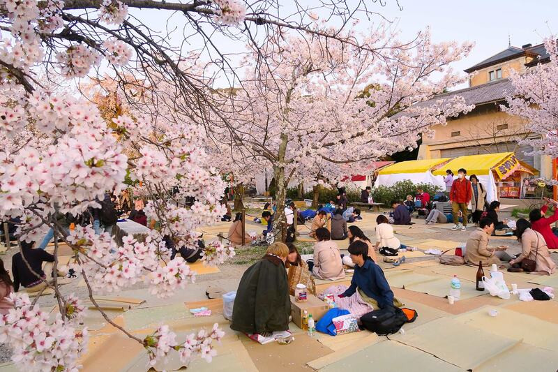 Du khách cùng người dân địa phương trong lễ hội Hanami