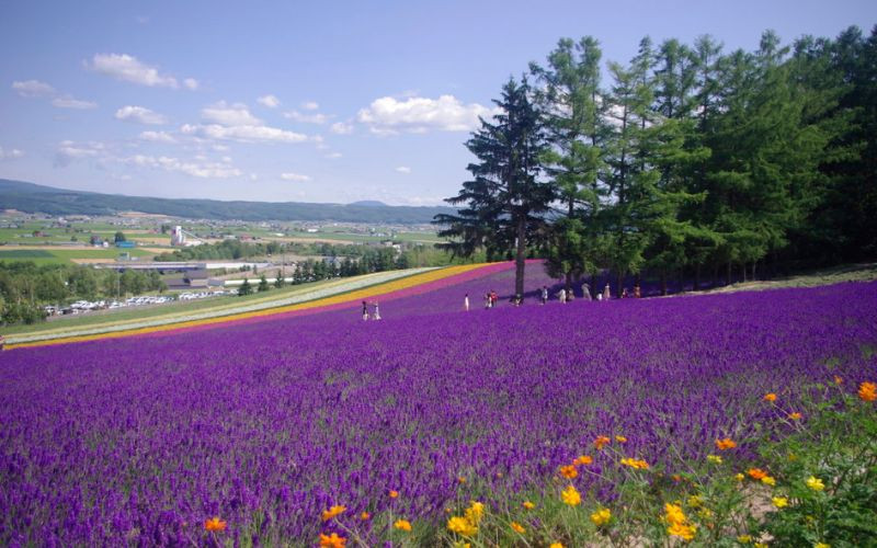 Du lịch Hokkaido - Điểm hẹn đến Nhật Bản vào tháng 7 