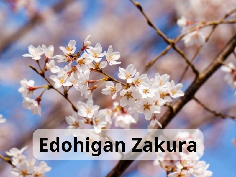 Edohigan Zakura
