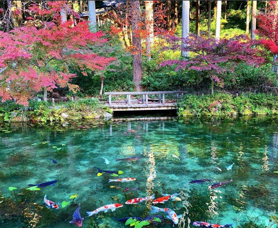 Hồ cá Koi Monet Pond - Đền thờ Nemichi, Gifu 