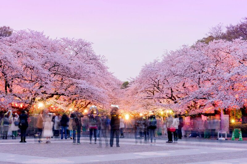 Hoa anh đào ở công viên Ueno, Nhật Bản