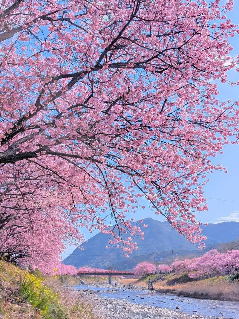 Kawazu Sakura nở rộ rực rỡ ven sông Edogawa