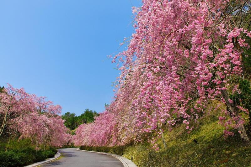 Hàng ngàn bông hoa anh đào nở rộ vào mùa xuân