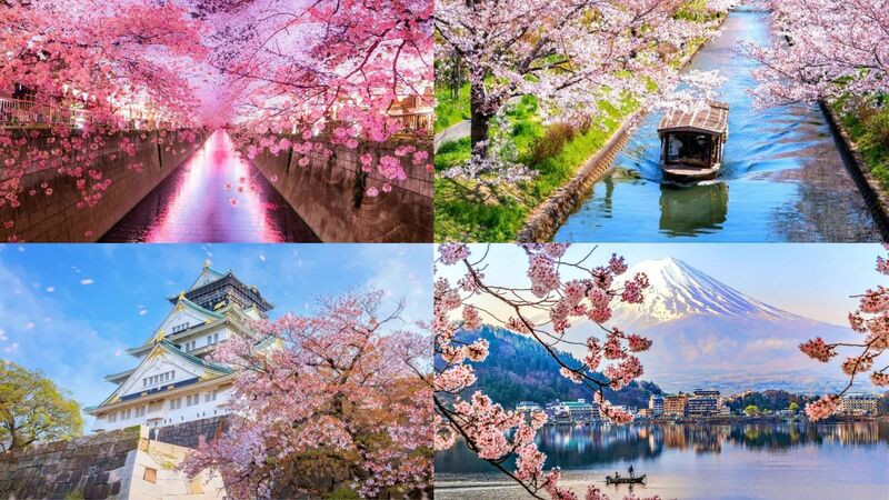 Các điểm ngắm hoa anh đào nổi bật tại Nhật Bản Các điểm ngắm hoa anh đào nổi bật tại Nhật Bản