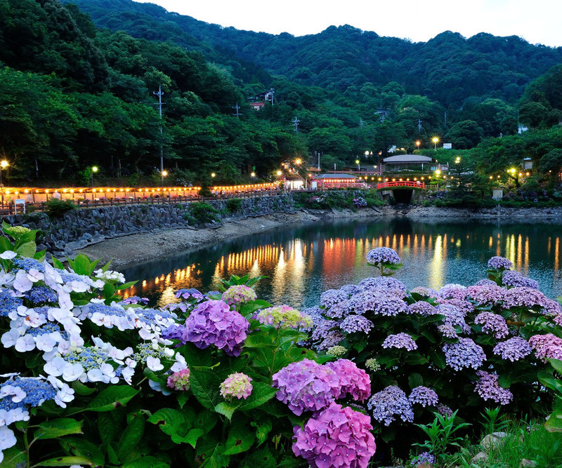 Hoa cẩm tú cầu ở Nhật 