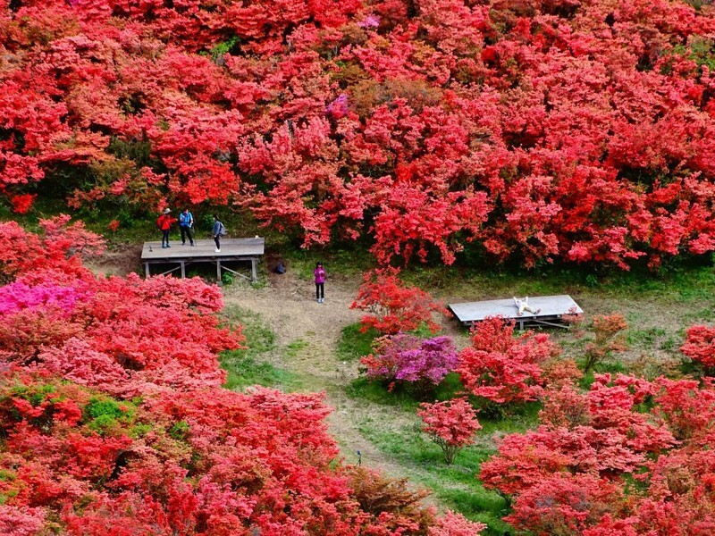 Tỉnh Tochigi gắn liền với mùa hoa đỗ quyên