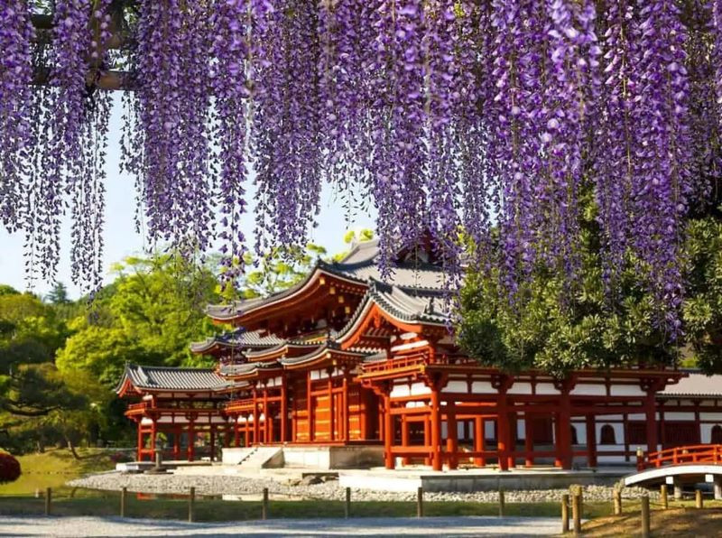 Lễ hội hoa Tử Đằng tại đền Kameido Tenjin, Tokyo Nhật Bản 