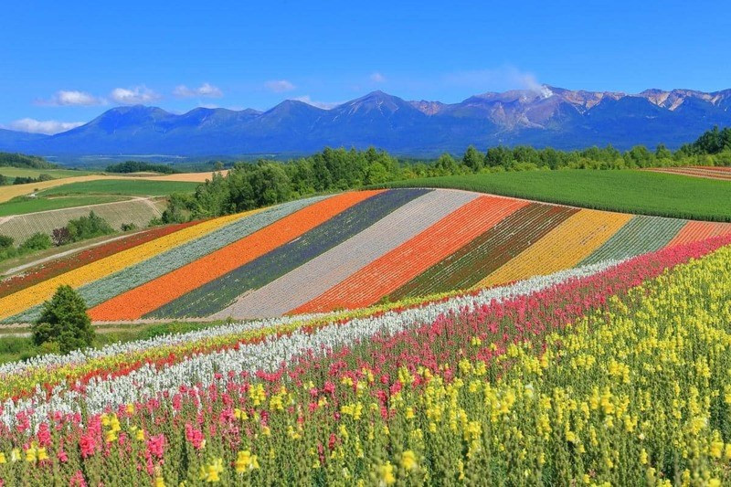 Hokkaido – “Khu vườn hoa lavender” mùa hè 