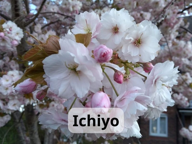 Ichiyo