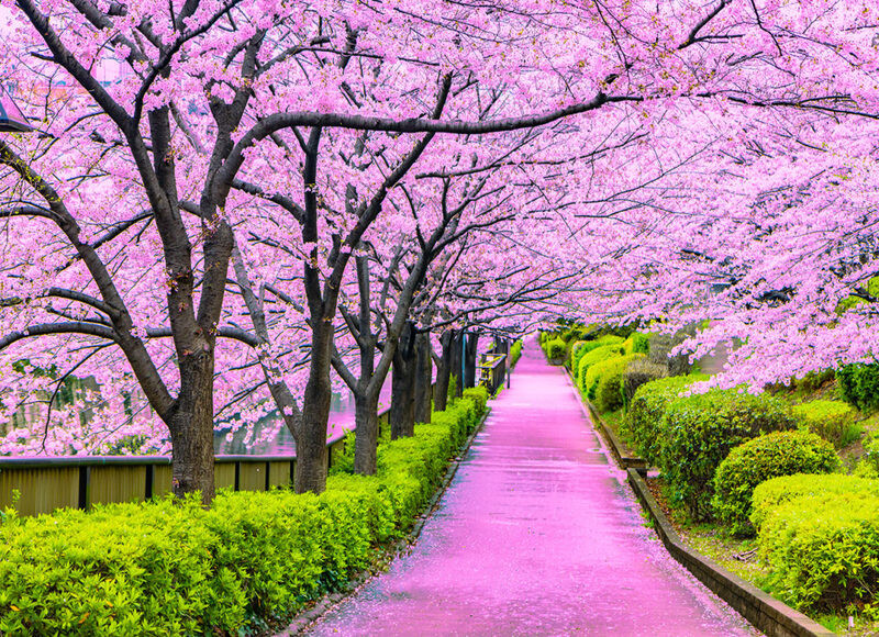 Du lịch mùa xuân Nhật Bản có gì hấp dẫn?