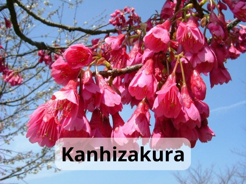 Kanhizakura
