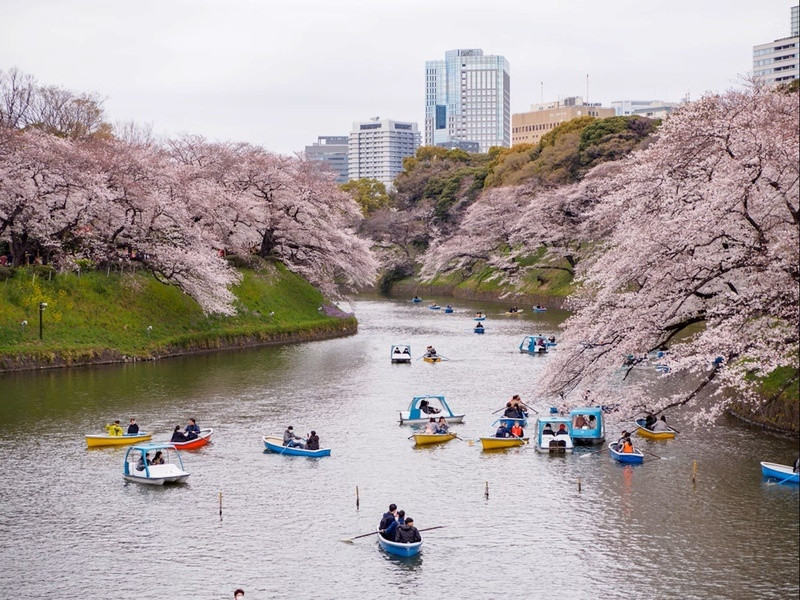 Khách tham quan chèo thuyền ngắm hoa từ dưới nước