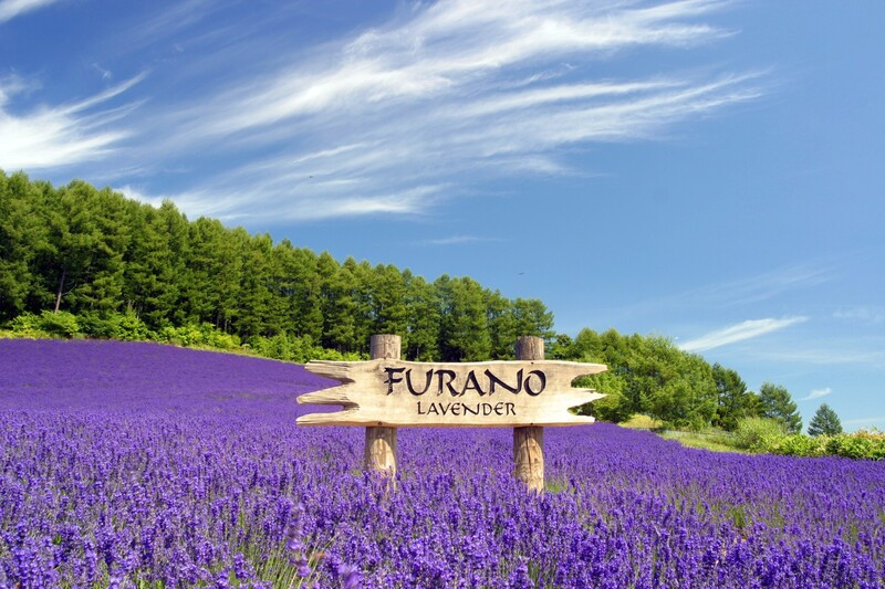 Vẻ đẹp cánh đồng hoa lavender ở Furano 