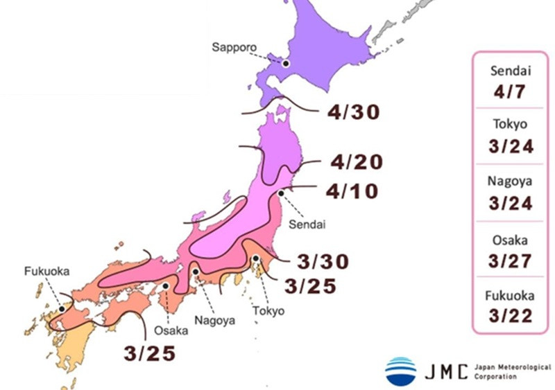 Lịch hoa anh đào nở Nhật Bản 2025 theo JMC