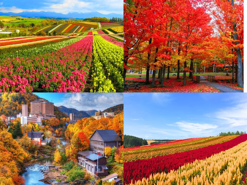 Mùa lá đỏ Hokkaido Nhật Bản rực rỡ