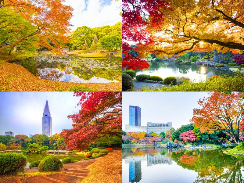 Mùa lá đỏ Tokyo với những cảnh đẹp như tranh vẽ