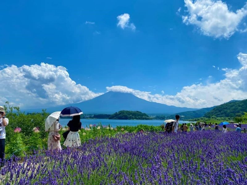 Cánh đồng lavender ở Nhật bắt đầu nở tím rực 