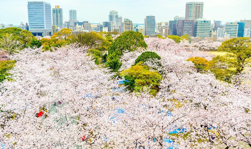 Vẻ đẹp mùa xuân thơ mộng - thành phố Fukuoka