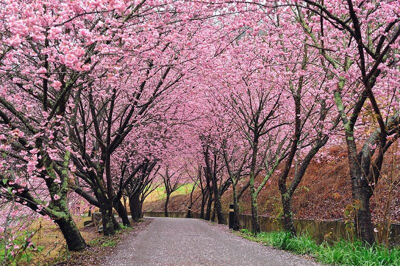 Mùa xuân ở Hokkaido