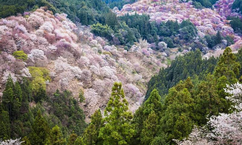 Ngắm hoa anh đào từ đỉnh núi Yoshino 