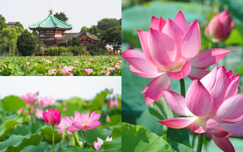 Ngắm hoa sen nở rộ tại công viên Ueno