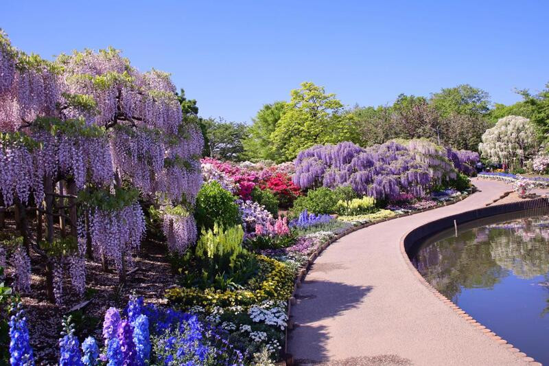 Hoa nở rộ ở Ashikaga Flower Park