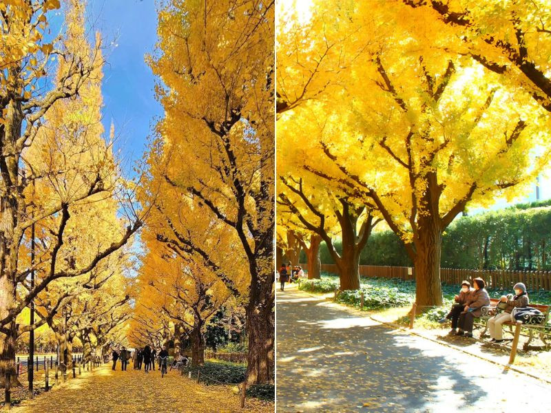 Ngắm lá đỏ tại công viên Meiji-Jingu-Gaien