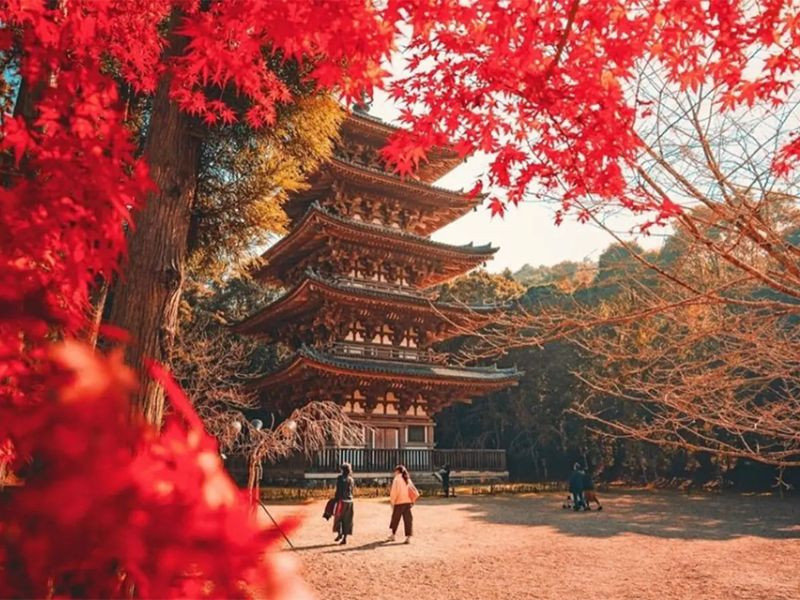 Ngắm lá đỏ ở Đền Sensoji-Asakusa