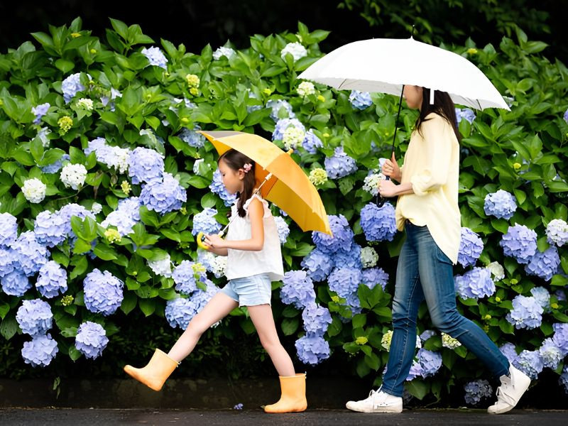 Du lịch Nhật Bản tháng 6 với những cơn mưa “điện ảnh” 