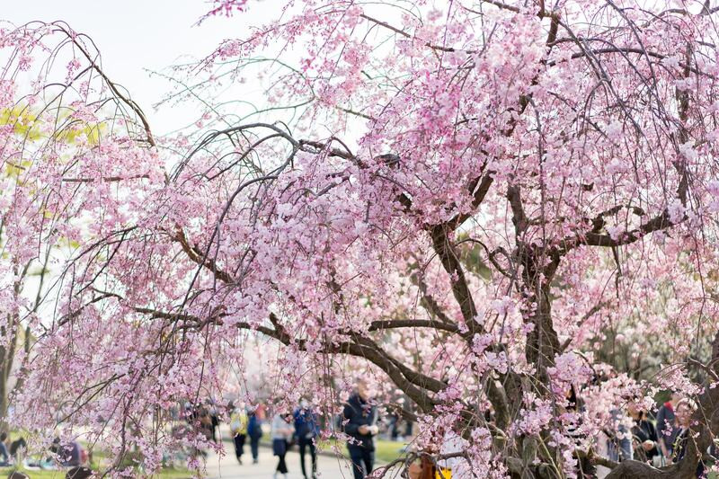 Người Nhật tham gia lễ hội Hanami