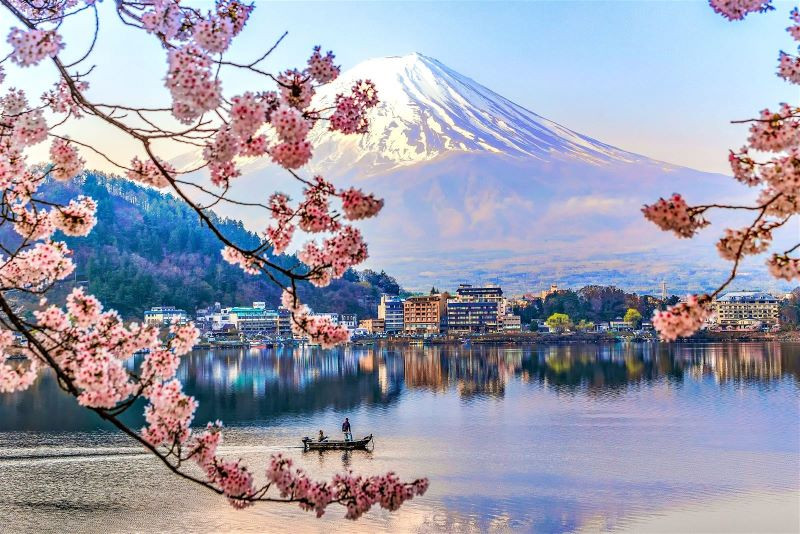 Bắt trọn khoảnh khắc hoa anh đào rực rỡ dưới chân núi Phú Sĩ 