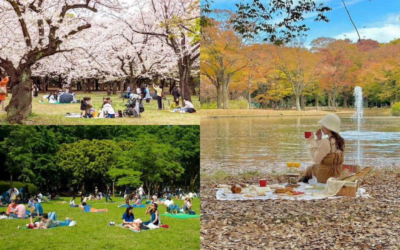 Picnic thư giãn đổi gió tại công viên Yoyogi 