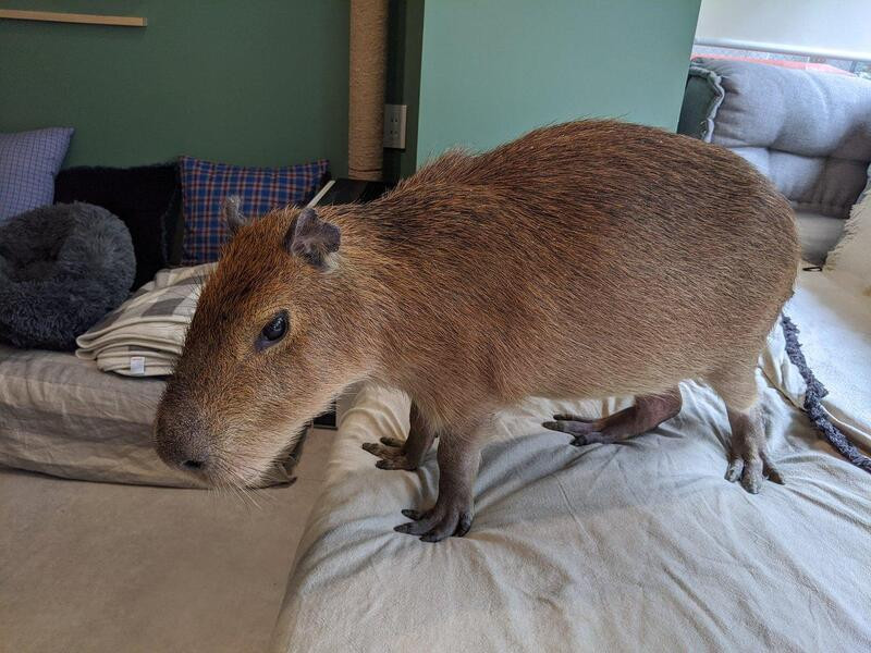 Quán cafe chuột capybara ở Tokyo
