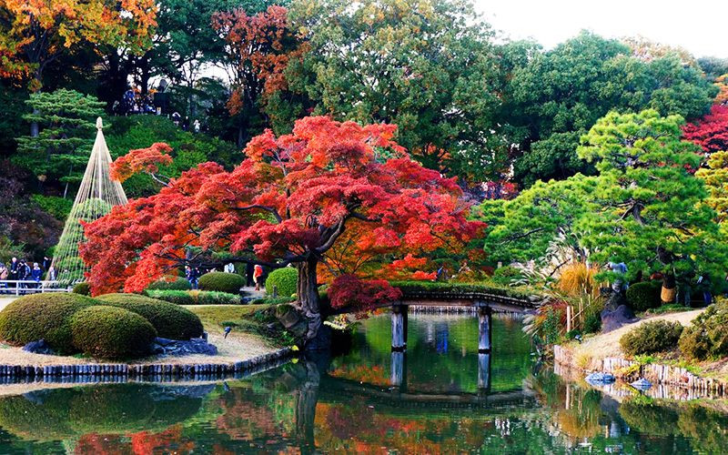 Rikugien tạo điểm nhấn với những tán phong đỏ trong khu vườn