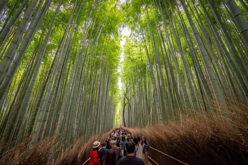 Rừng tre Arashiyama