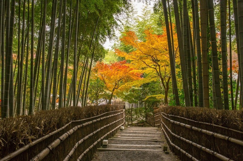 Rừng Tre Arashiyama đang chuyển vàng dần (Ảnh sưu tầm)
