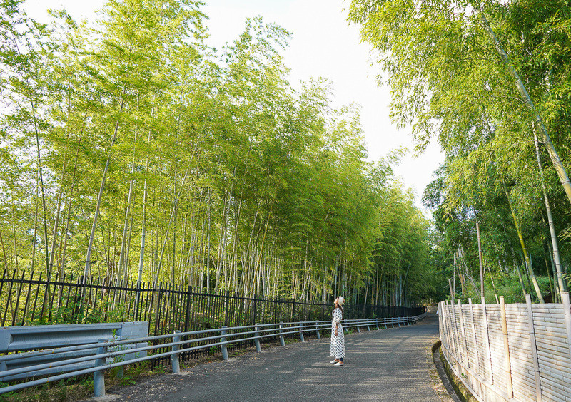 Màu xanh ngọc của khu rừng tre Arashiyama