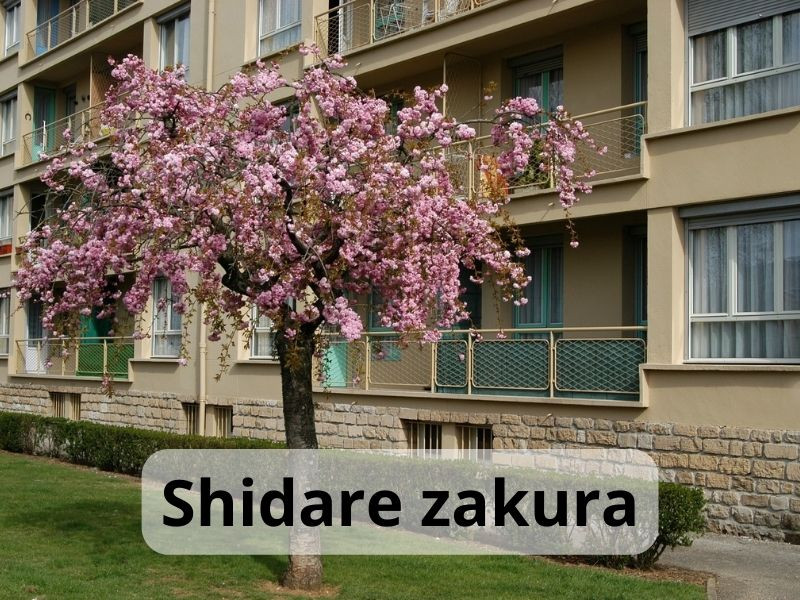 Shidarezakura