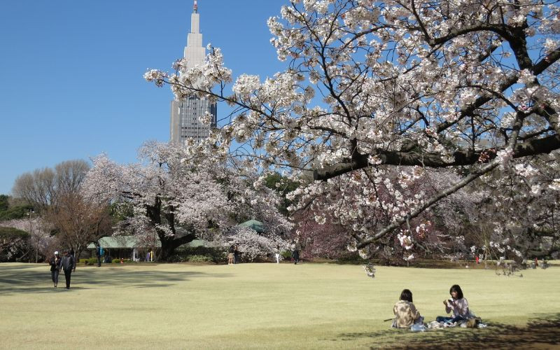 Shinjuku Gyoen là địa điểm checkin mùa hoa anh đào ở Nhật